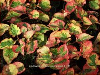 Houttuynia cordata 'Jokers Gold'