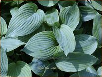 Hosta &#39;Blue Angel&#39;