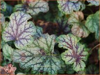 Heuchera &#39;Green Spice&#39;