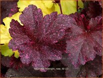 Heuchera 'Midnight Rose'