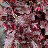 Heuchera 'Midnight Rose'