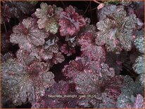 Heuchera 'Midnight Rose'