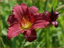 Hemerocallis 'Pardon Me'