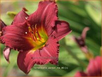 Hemerocallis 'Pardon Me'