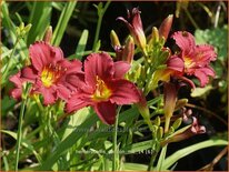 Hemerocallis 'Pardon Me'