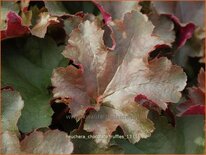 Heuchera &#39;Chocolate Ruffles&#39;