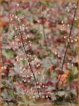 Heuchera &#39;Chocolate Ruffles&#39;