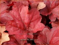 Heuchera &#39;Fire Alarm&#39;