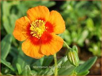 Helianthemum 'Ben Heckla'