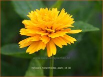 Heliopsis helianthoides &#39;Asahi&#39;