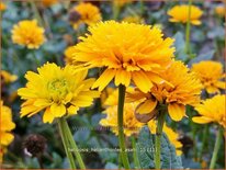 Heliopsis helianthoides &#39;Asahi&#39;