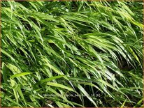 Hakonechloa macra &#39;Beni-Kaze&#39;