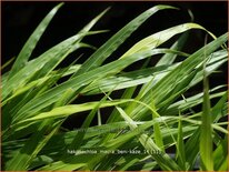 Hakonechloa macra &#39;Beni-Kaze&#39;