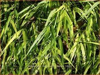 Hakonechloa macra &#39;Sunny Delight&#39;