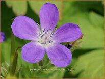 Geranium sylvaticum &#39;Birch Lilac&#39;