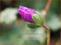 Geranium sanguineum &#39;Inverness&#39;