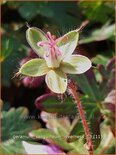 Geranium sanguineum &#39;Inverness&#39;