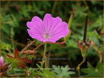 Geranium sanguineum 'John Elsley'