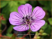 Geranium &#39;Pink Penny&#39;