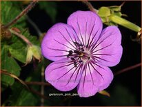 Geranium &#39;Pink Penny&#39;