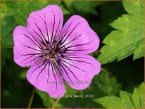 Geranium &#39;Pink Penny&#39;