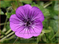 Geranium &#39;Pink Penny&#39;