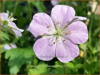 Geranium maculatum &#39;Chatto&#39;