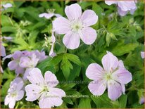 Geranium maculatum &#39;Chatto&#39;