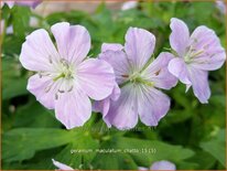 Geranium maculatum &#39;Chatto&#39;