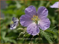 Geranium maculatum 'Vickie Lynn'