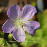 Geranium maculatum 'Vickie Lynn'