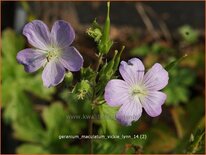 Geranium maculatum 'Vickie Lynn'