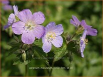 Geranium maculatum 'Vickie Lynn'