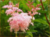 Filipendula palmata 'Red Umbrella'