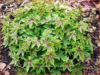 Filipendula palmata 'Red Umbrella'