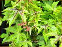 Filipendula palmata 'Red Umbrella'