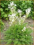 Filipendula vulgaris