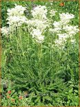 Filipendula vulgaris