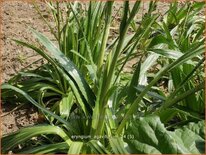 Eryngium agavifolium