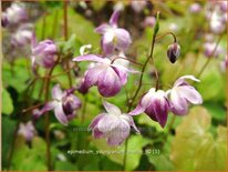 Epimedium youngianum &#39;Merlin&#39;