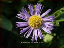 Erigeron 'Mrs E.H. Beale'