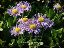 Erigeron 'Mrs E.H. Beale'