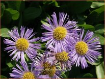 Erigeron 'Mrs E.H. Beale'