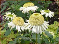 Echinacea purpurea 'Vanilla Cupcake'