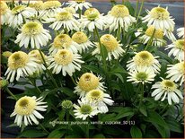 Echinacea purpurea 'Vanilla Cupcake'