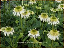 Echinacea purpurea 'Vanilla Cupcake'