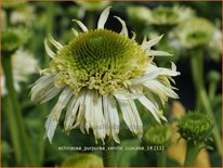 Echinacea purpurea 'Vanilla Cupcake'