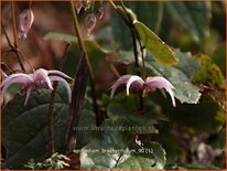 Epimedium brachyrrhizum