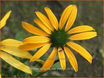 Echinacea purpurea 'Now Cheesier'