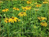 Echinacea purpurea 'Now Cheesier'